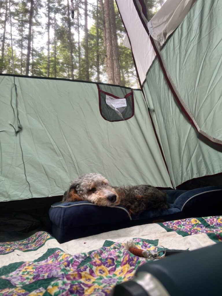 Camping With a Cavapoo
