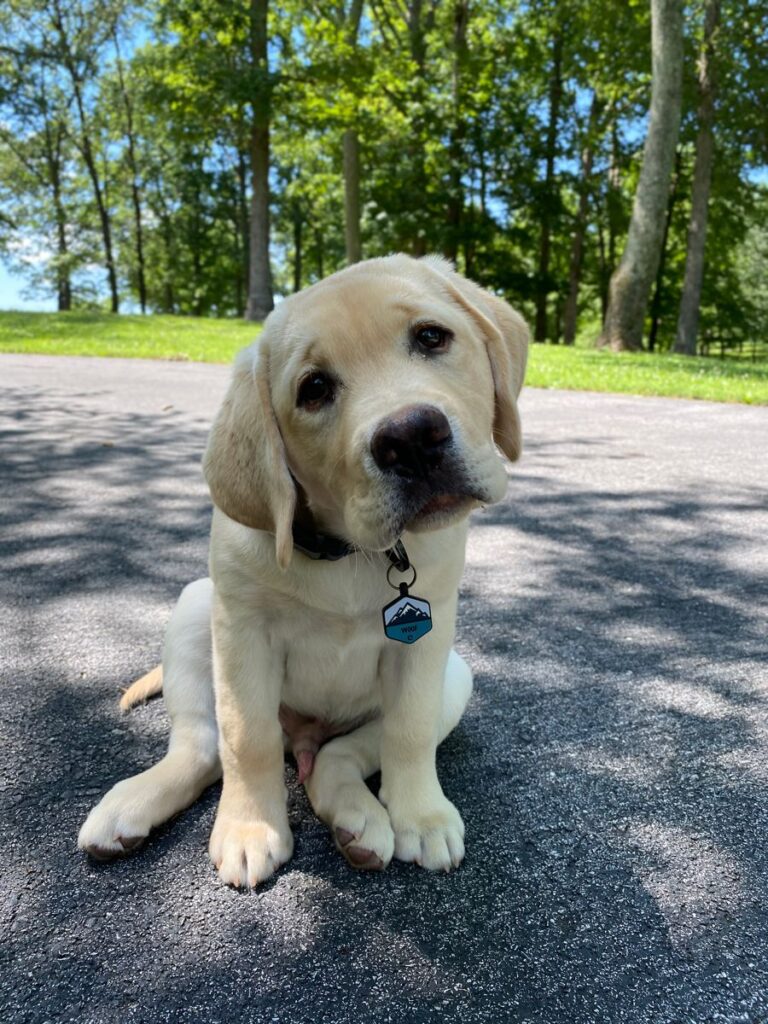 Why We Love Labrador Retrievers