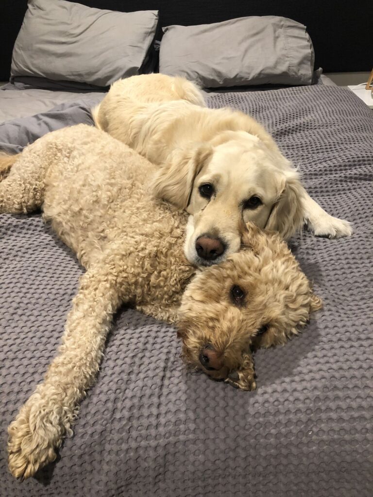 Cavapoo vs Goldendoodle