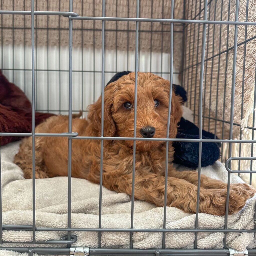 Why Choosing the Right Breeder Is the Most Important Decision You'll Make