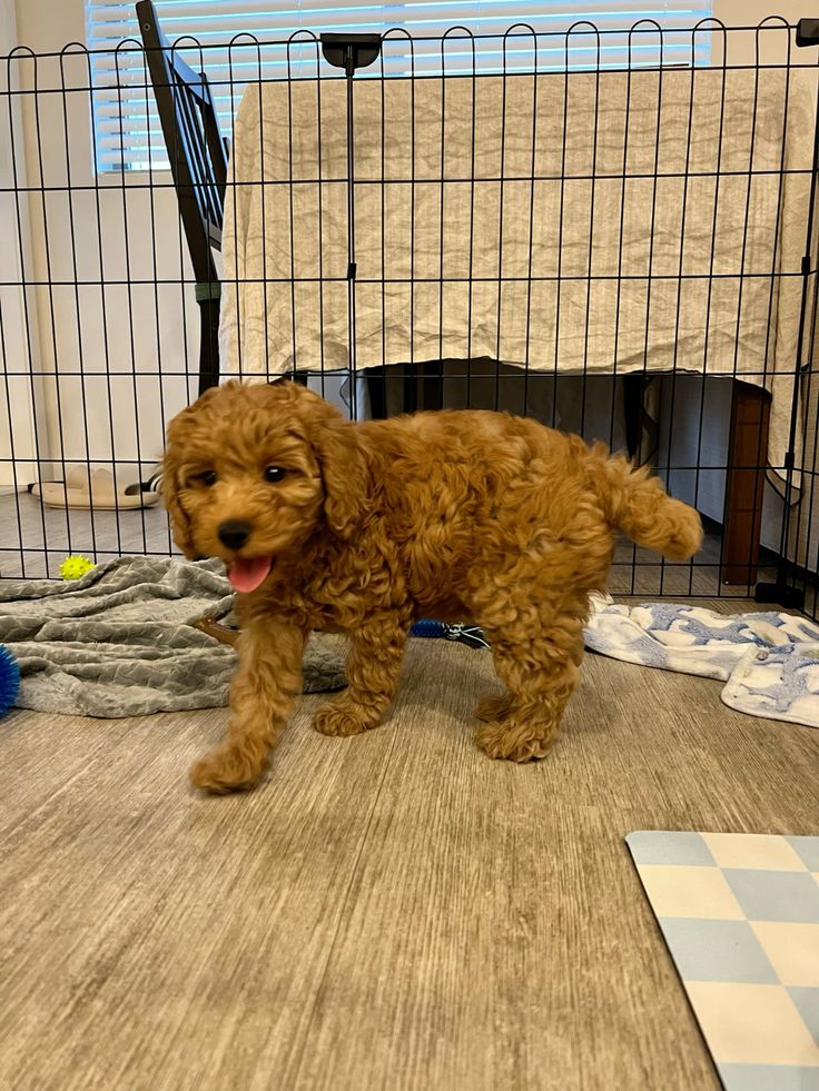 Cavapoo puppy with its breeder during early socialization Cavapoo puppy with its breeder during early socialization