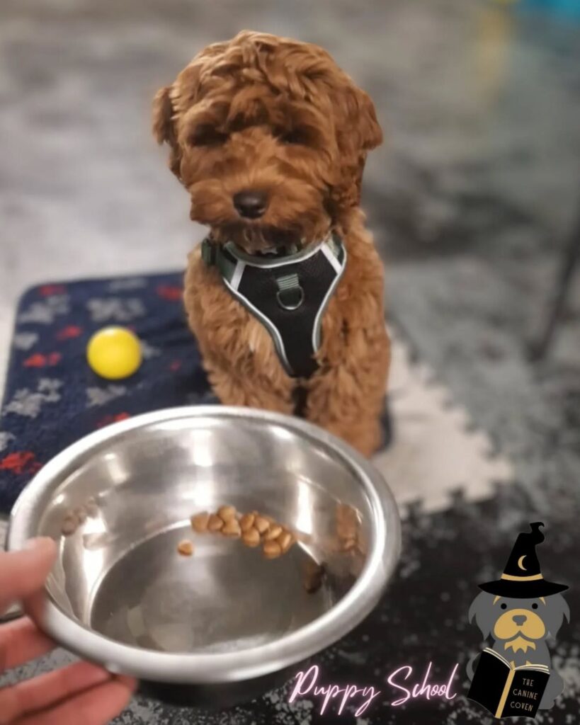 Healthy Dog Food