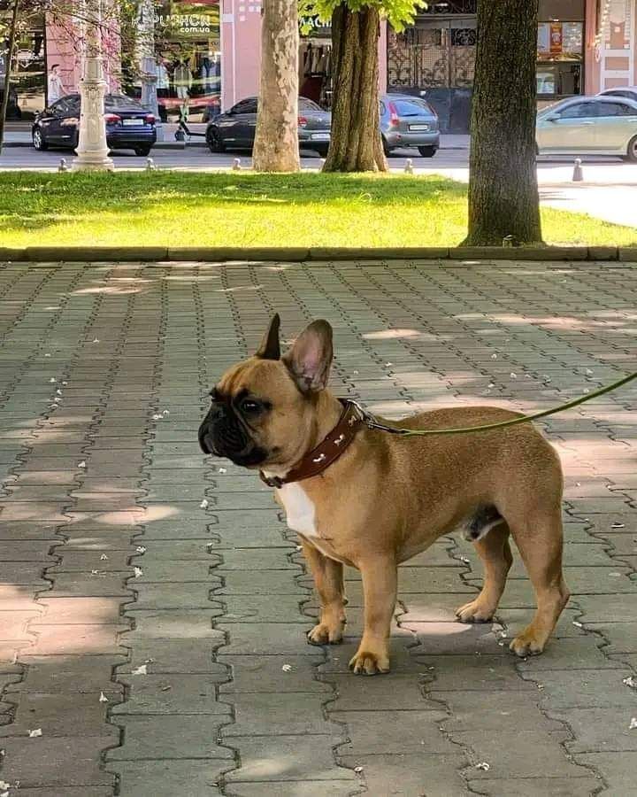 French Bulldog