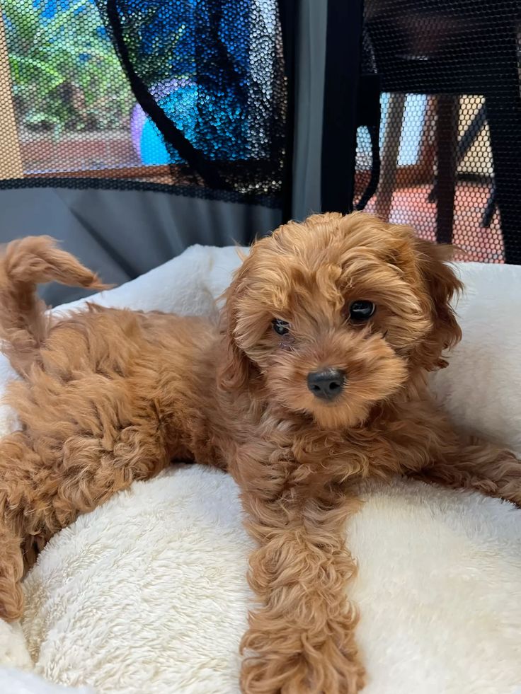 Why Choosing the Right Breeder Is the Most Important Decision You'll Make