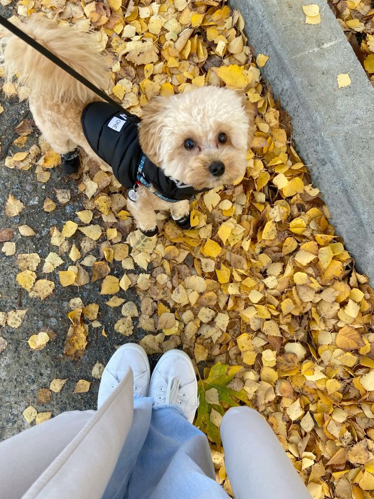 Fall dog safety tips