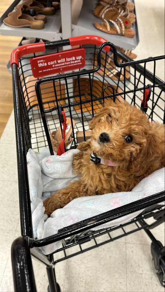 Summer Safety Guide for Cavapoos
