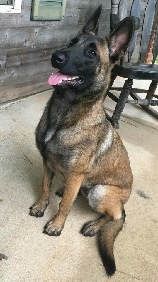 police dog breeds