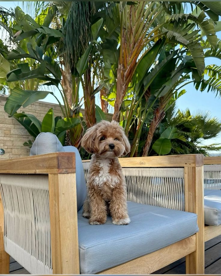 Puppy Parent Success Story