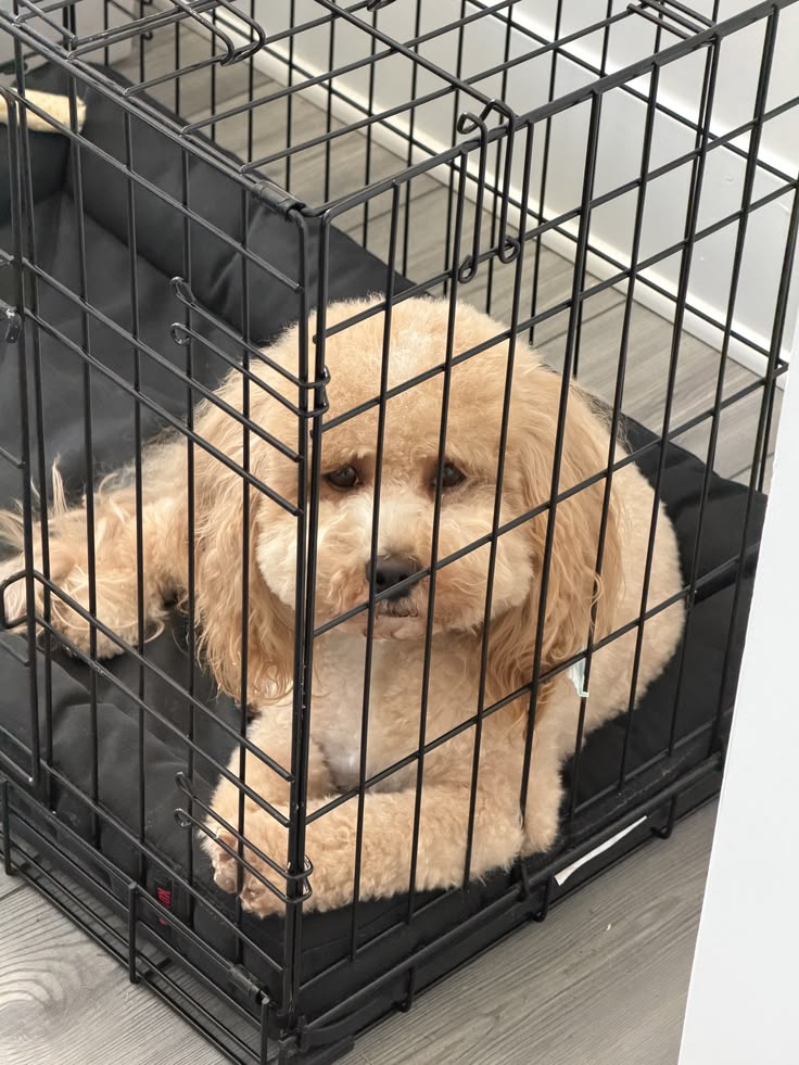 How to Stop Puppy Biting How to Stop Puppy Biting