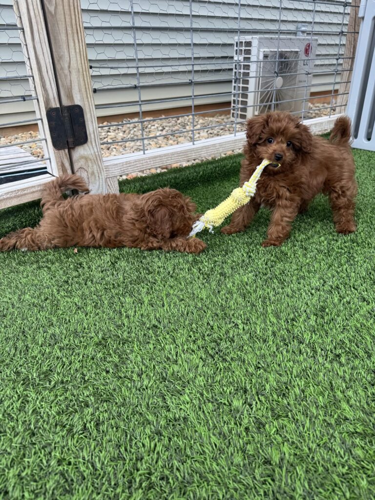 Puppy Parent Success Story