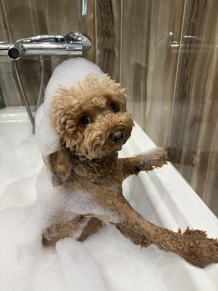How to clean up dog hair How to clean up dog hair