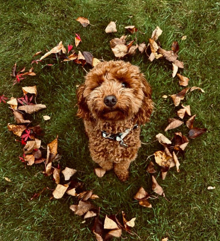Fall dog safety tips