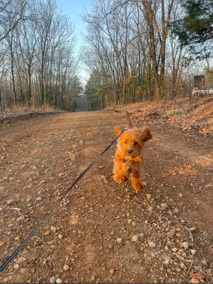 All About the Fastest Dog Breeds