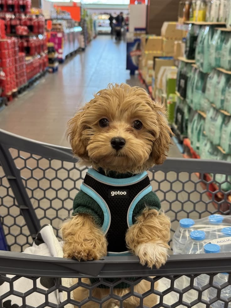 A New Puppy for the New Year