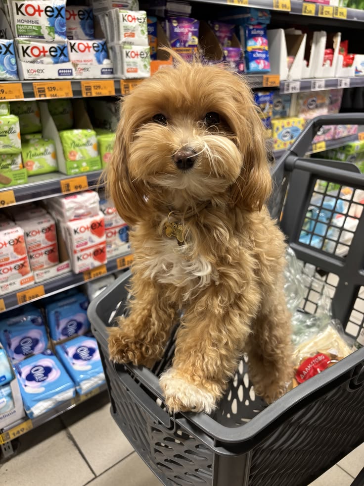 A New Puppy for the New Year