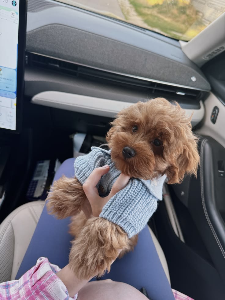 A New Puppy for the New Year