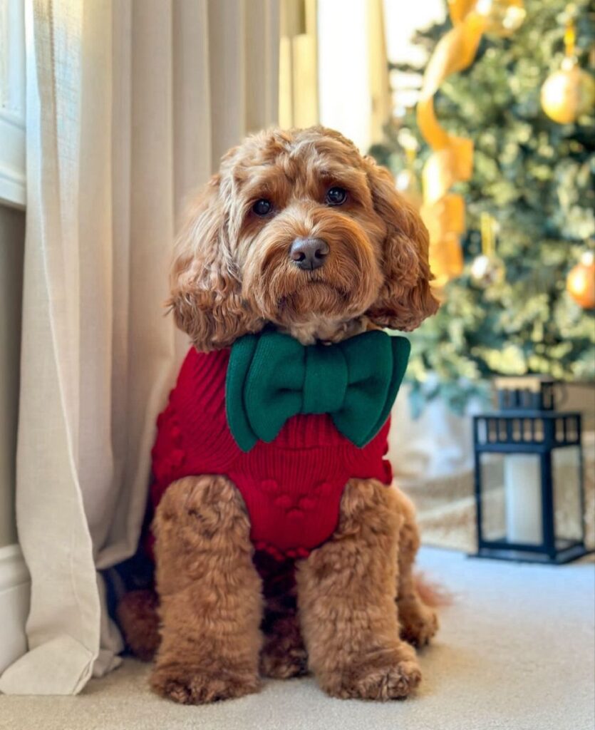 A Safe Holiday Gift Guide for Dogs