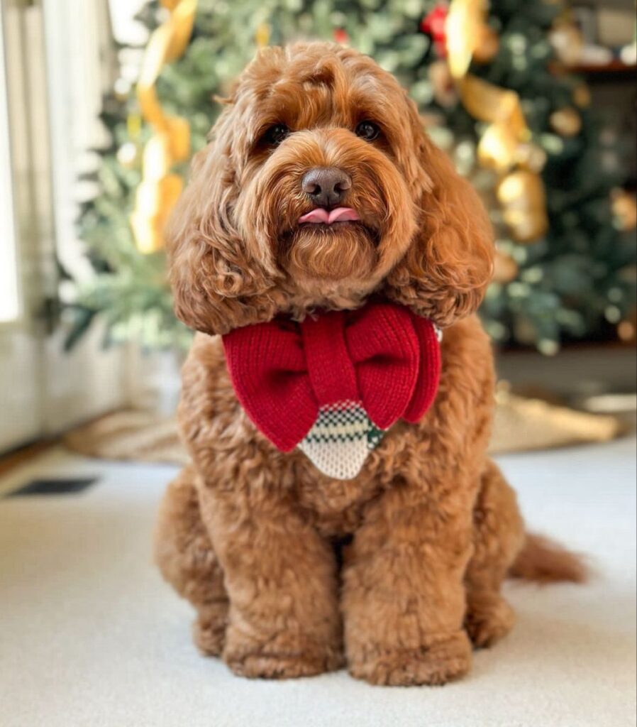 A Safe Holiday Gift Guide for Dogs