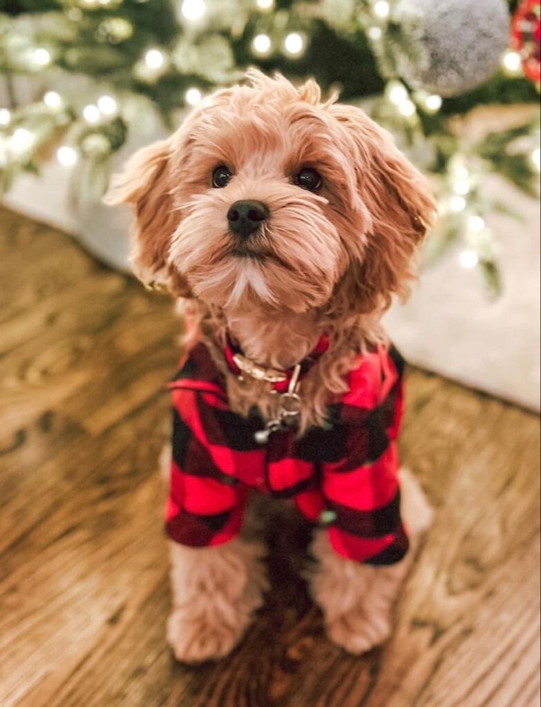 A Safe Holiday Gift Guide for Dogs