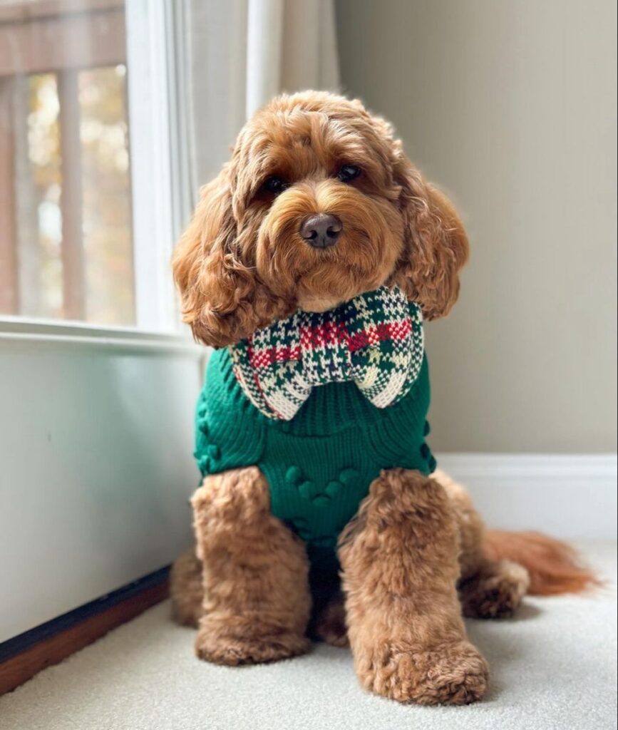A Safe Holiday Gift Guide for Dogs