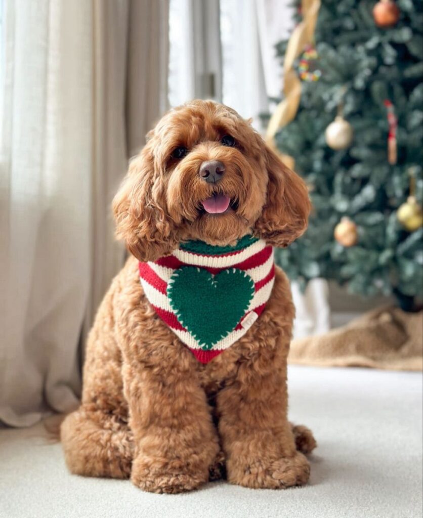 Accessorizing Your Dog for the Holidays