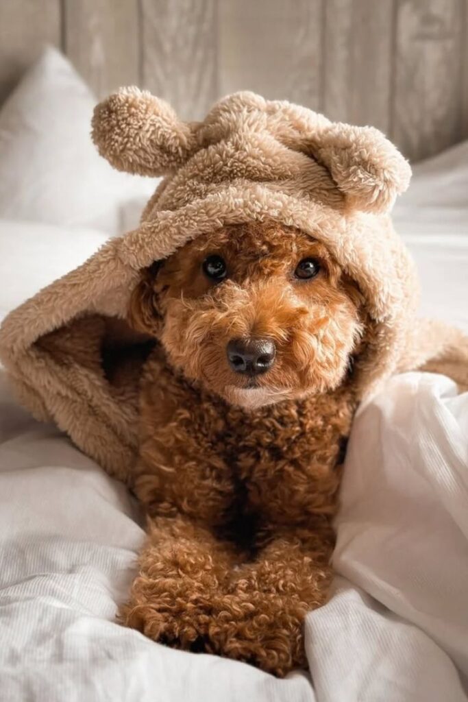 Accessorizing Your Dog for the Holidays