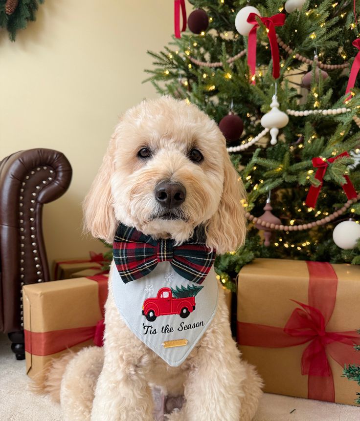 Accessorizing Your Dog for the Holidays
