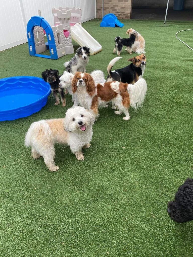 Activities to Do at Your Local Dog Park