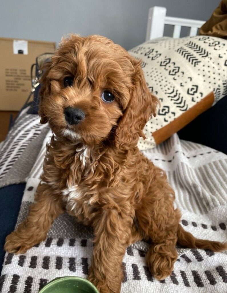 Are You Getting a New Puppy This Year