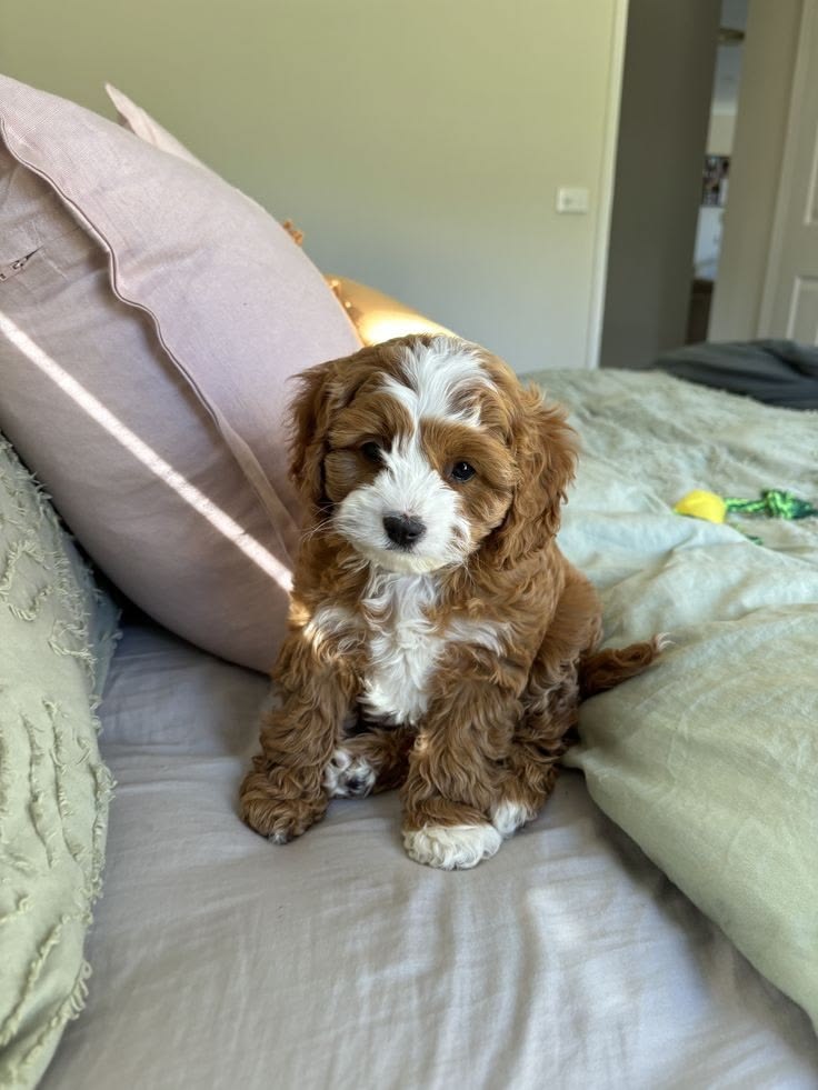 Are You Getting a New Puppy This Year