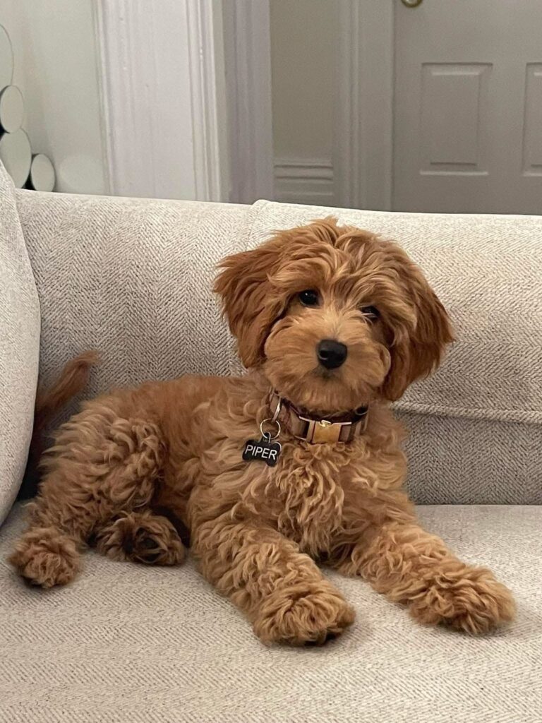 Are You Getting a New Puppy This Year