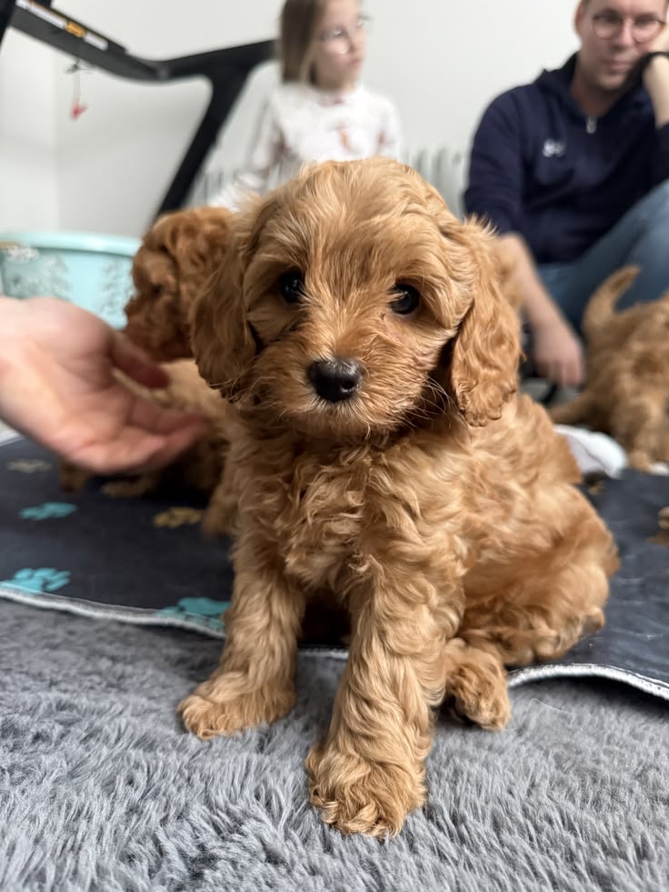 Are You Getting a New Puppy This Year