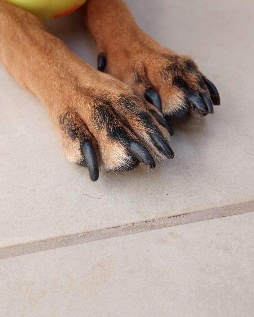 Broken Nail on Puppy