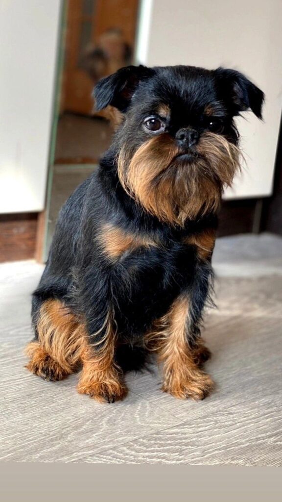 Brussels Griffon