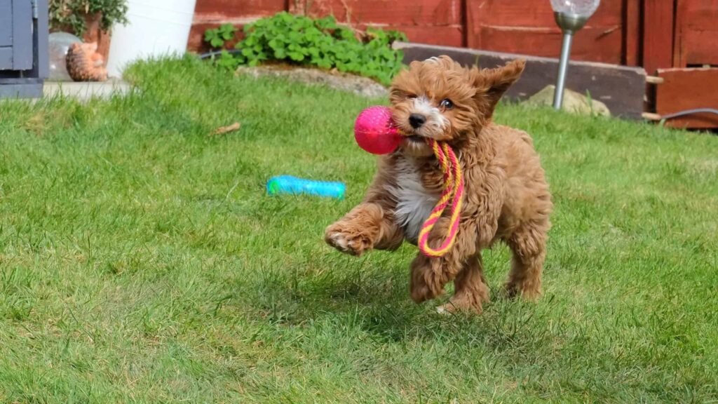 All About the Fastest Dog Breeds