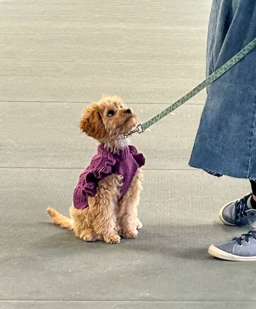 Best Dog Breeds for Hiking and Camping