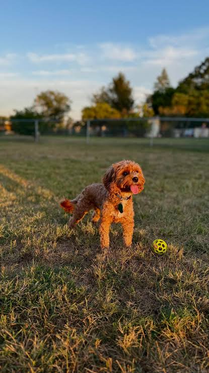 dog-friendly cities in the USA