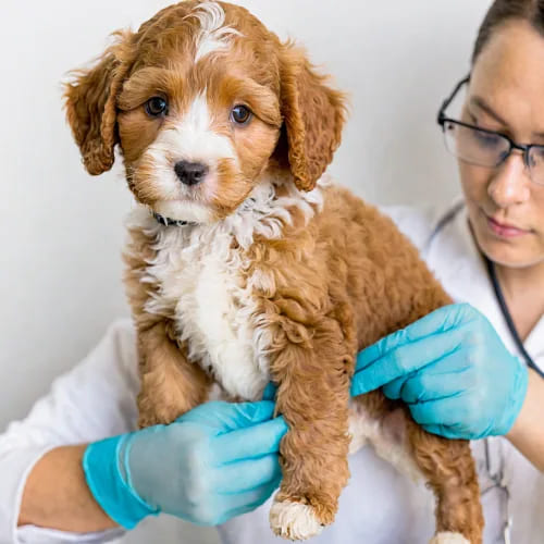 Cavapoo Puppy Behavioral Development Stages Cavapoo Puppy Behavioral Development Stages