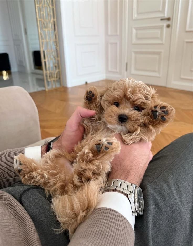 Can Puppies Eat Homemade Dog Treats