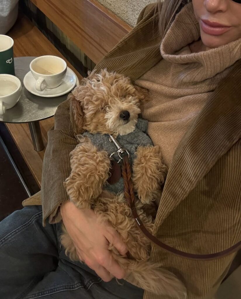 Can Puppies Eat Homemade Dog Treats