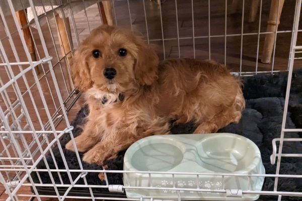Cavapoo Puppy Training Tips for New Owners Cavapoo Puppy Training Tips for New Owners