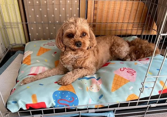 How to Trim Your Dog's Nails Safely