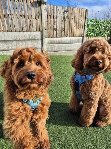 How to Trim Your Dog's Nails Safely