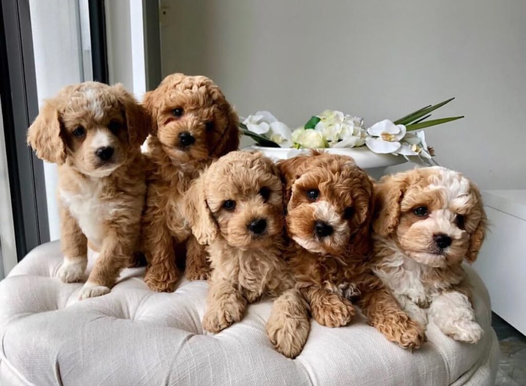 healthy Cavapoo puppy