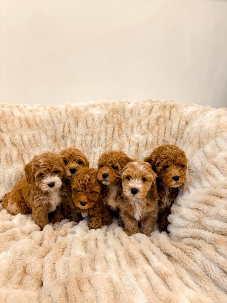 easiest-going dog breeds