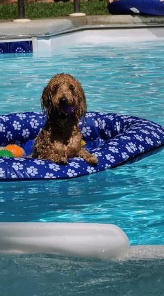 Cavapoo Summer Safety