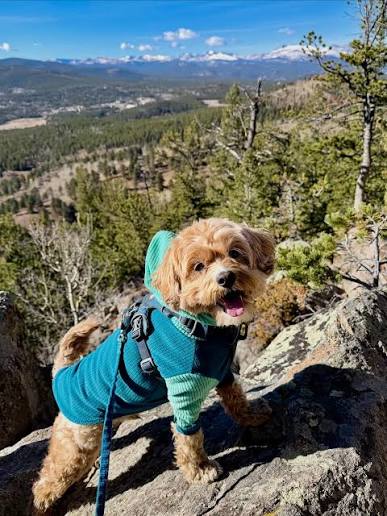 A Paw-sitive Year for Cavapoo Puppies