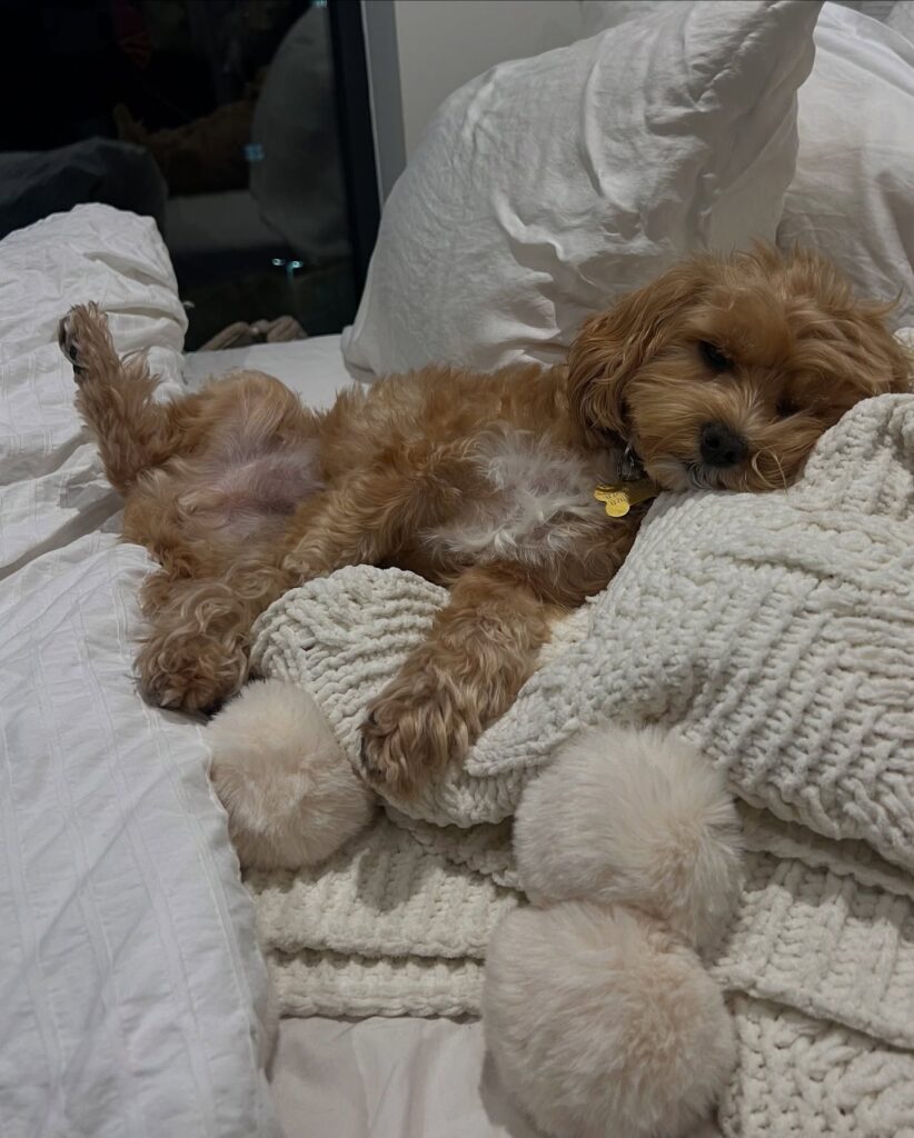 How to Take Great Photos and Videos of Your Cavapoo Puppy