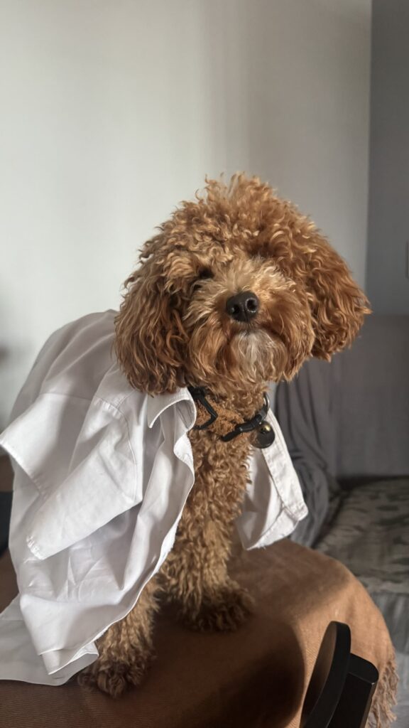 Cavapoo puppy vet