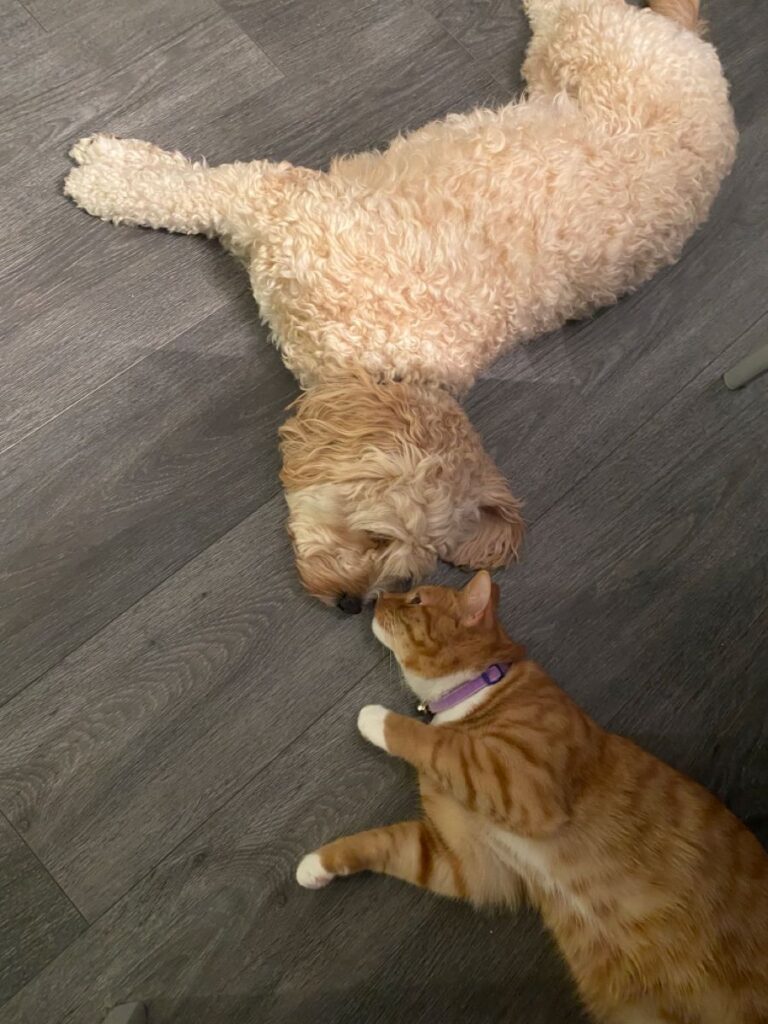 Cavapoos and cats